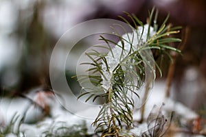 The first snow in October