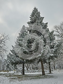 First snow in the park