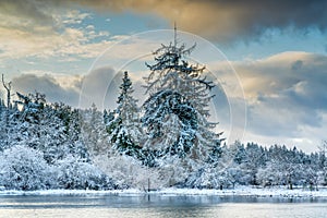 First Snow On Randall Preserve, Olympia Washington