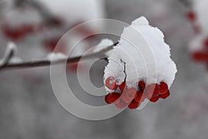 First snow on the red berries of mountain ash. Close-up.