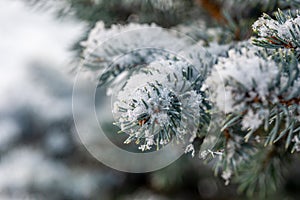 First snow on a spruce branch