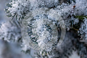 First snow on a spruce branch