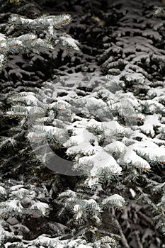 The first snow on a spruce branch in close-up. snow caps on the branches of a fir tree. christmas background for design