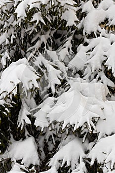 The first snow on a spruce branch in close-up. snow caps on the branches of a fir tree. christmas background for design