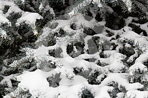 The first snow on a spruce branch in close-up. snow caps on the branches of a fir tree. christmas background for design