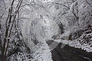 first snow on the tree branches and wet clay road in the winter forest. Adventures outdoor concept