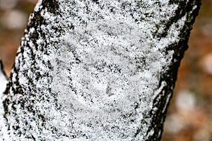 The first snow on trunk of old apple tree