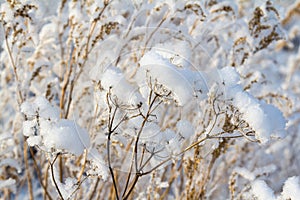 First snow on wildflowers