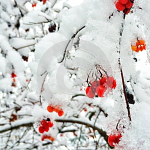 First snow of winter