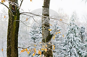 first snow in the Woods