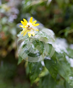 First snow on a yellow flower