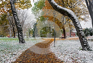 first snow with yellow leaves .