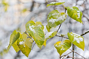 The first snow on the yellow leaves close-up. Soft focus, shallow depth of field