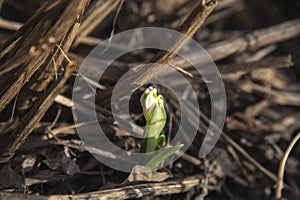 The first snowdrop flower, spring has come.