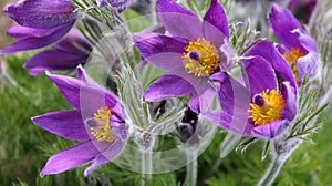 First snowdrop, sleep-grass. bright flowers of sleep-grass, buds, beautiful natural background, delicate petals, spring, macro