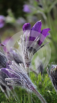 First snowdrop, sleep-grass. bright flowers of sleep-grass, buds, beautiful natural background, delicate petals, spring, macro