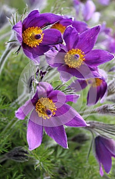 First snowdrop, sleep-grass. bright flowers of sleep-grass, buds, beautiful natural background, delicate petals, spring, macro