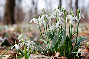 First Snowdrops