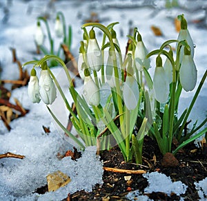 The first snowdrops in forest