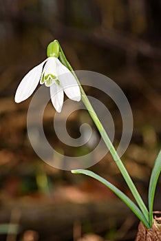 First snowdrops (Galanthus nivalis) in the forest in spring