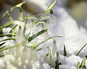 First snowdrops on snow