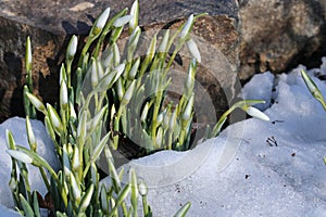 The first snowdrops in the snow. Spring coming, March