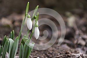 First snowdrops spring flowers in garden. selective focus