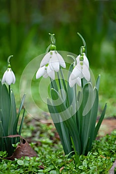 First snowdrops in springtime