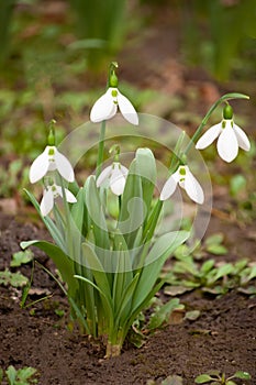 First snowdrops in springtime