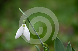 First snowdrops in springtime