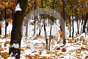 First snowfall in urban park in autumn day.