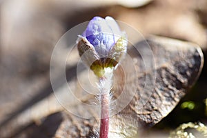 The first spring beautiful wildflowers sprout through the soil in the forest