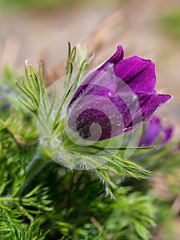 First spring blooming flower, purple plant macro, lumbago flower, dream grass, sleep-grass, symbol of spring