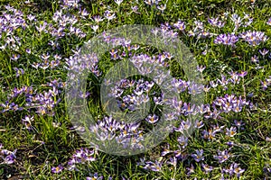 First spring blooming flowers. Violet crocus field. Floral carpet