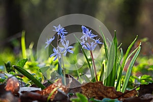 The first spring blue flowers bloom in the forest. Scilla Bifolia