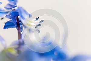 The first spring blue flowers on a light background