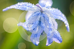 The first spring blue flowers Siberian Squill, Scilla siberica close-up. Macro of blue flowers scaffolds in dew drops