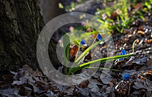 The first spring blue primrose at the roots of an old oak tree against the background of last year`s fallen leaves on a natural ba