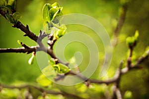 The first spring branches macro back