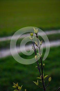 The first spring buds on a branch at dusk
