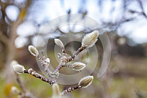 The first spring buds and branches