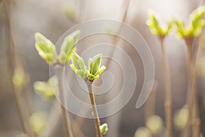 First spring buds on lilac bush