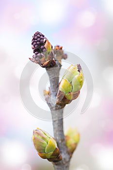 First spring buds on lilac bush
