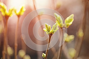 First spring buds on lilac bush