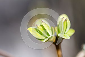 First spring buds on lilac bush