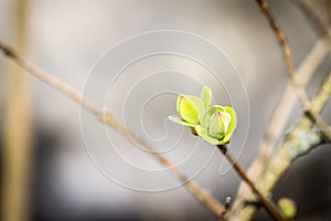 First spring buds on lilac bush