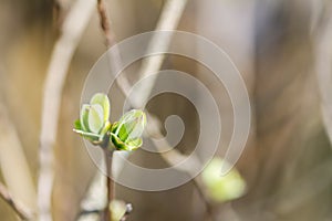 First spring buds on lilac bush