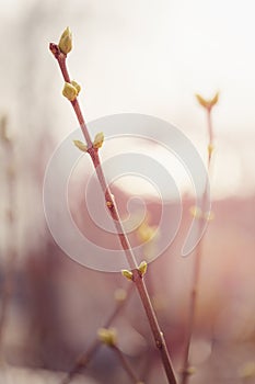 First spring buds on lilac bush