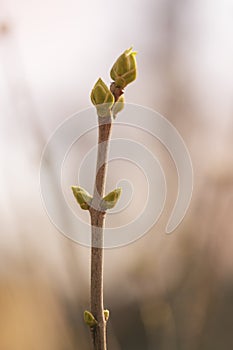 First spring buds on lilac bush