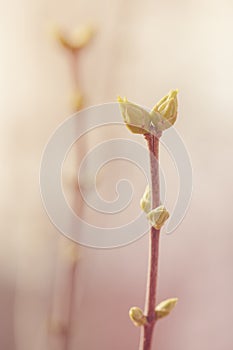 First spring buds on lilac bush